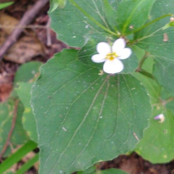 Viola canadensis Foglia