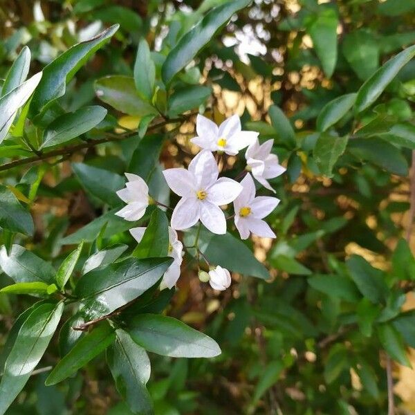 Solanum laxum Flower