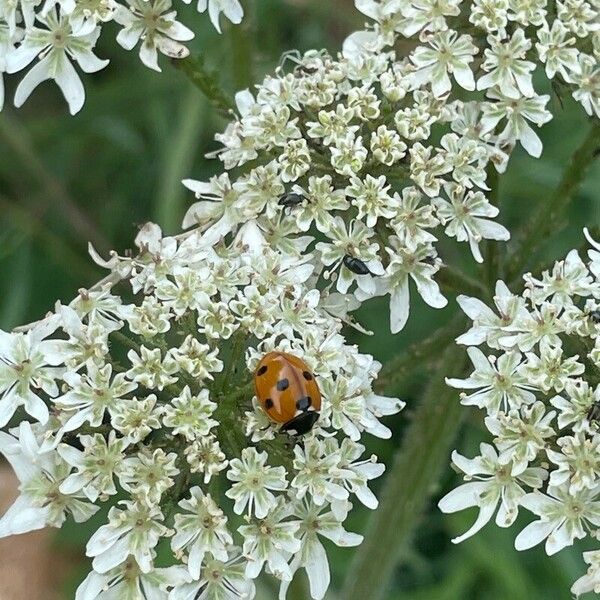 Heracleum sphondylium Flor