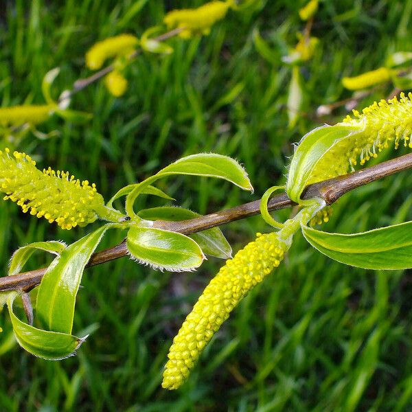 Salix triandra Кветка