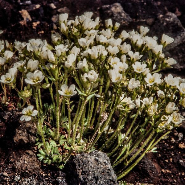 Saxifraga cespitosa Цвят