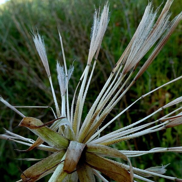 Tragopogon porrifolius Fruit