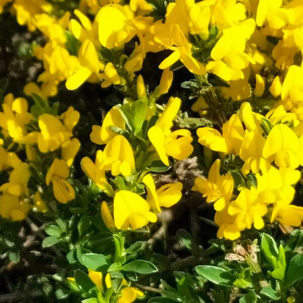 Genista pilosa Flower