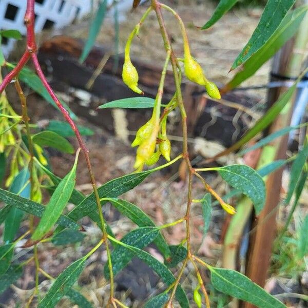 Eucalyptus leucoxylon Квітка