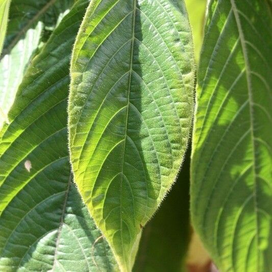 Aphelandra sinclairiana Lehti