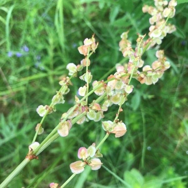 Rumex acetosa Квітка