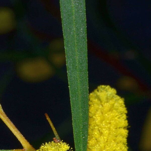 Acacia doratoxylon Leaf