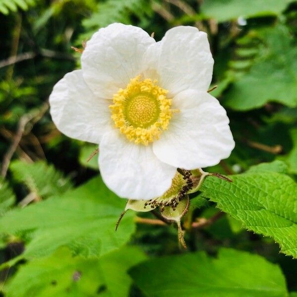 Rubus parviflorus Цветок