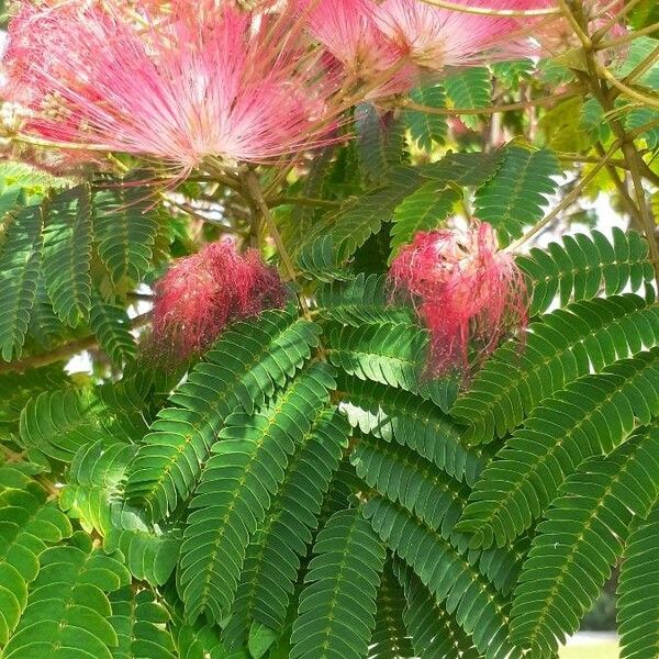 Albizia julibrissin Leaf