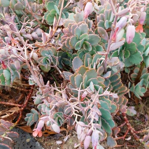 Kalanchoe fedtschenkoi Kukka