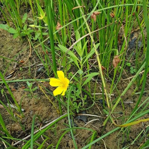 Ludwigia grandiflora Yeri