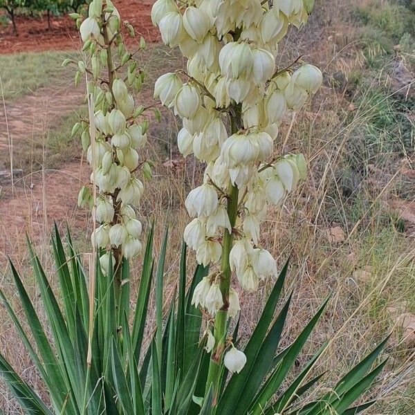 Yucca filamentosa 花