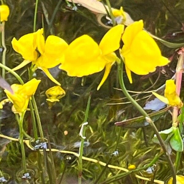 Utricularia cornuta Žiedas