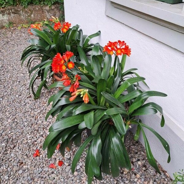 Clivia miniata Агульны выгляд