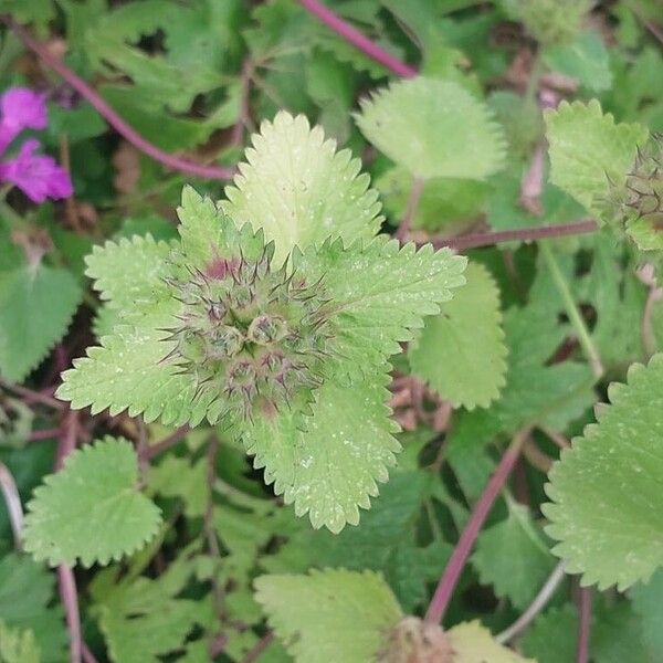 Betonica macrantha पत्ता