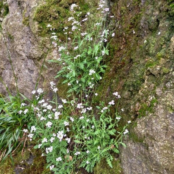 Arabidopsis arenosa Pokrój