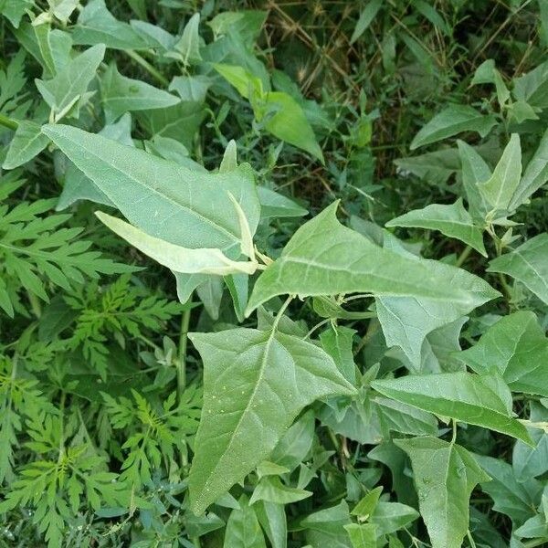 Atriplex micrantha Folio