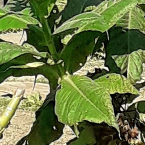 Nicotiana tabacum 葉