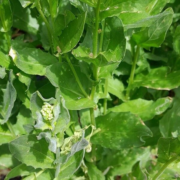 Lepidium draba पत्ता