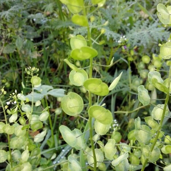 Thlaspi arvense Leaf