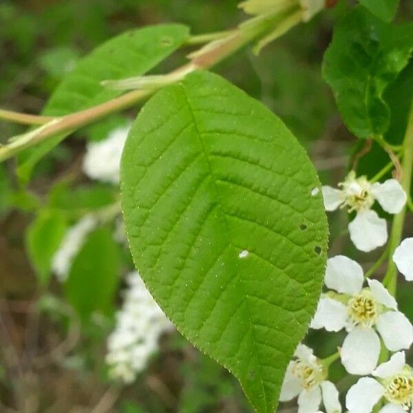 Prunus padus ഇല