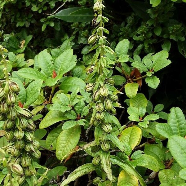 Epipactis helleborine Plod