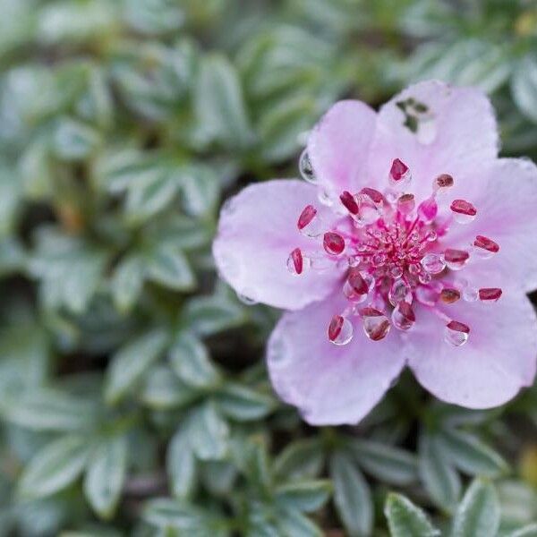 Potentilla nitida Kwiat