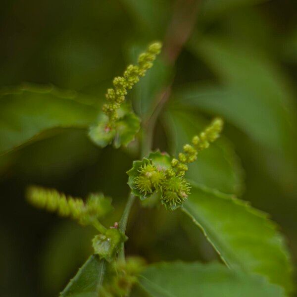 Acalypha siamensis Gyümölcs