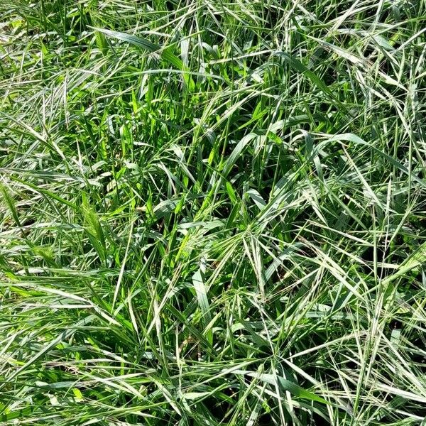 Bromus sterilis Plante entière