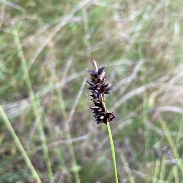 Carex diandra Žiedas