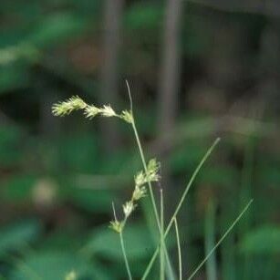 Carex tenera 形態