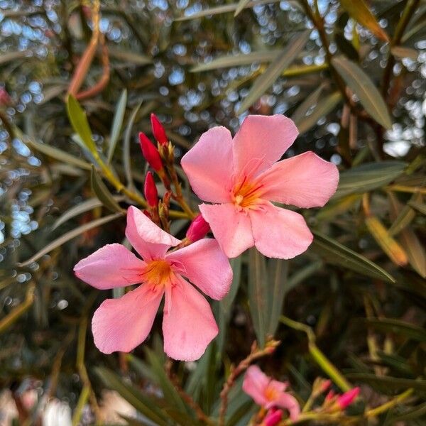 Nerium oleander Blomma