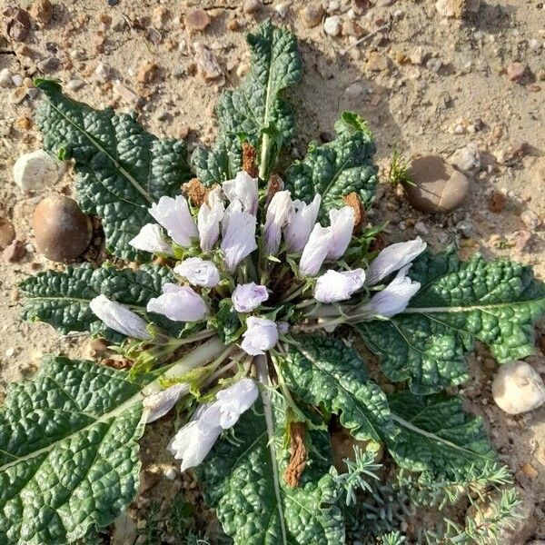 Mandragora officinarum Blomst