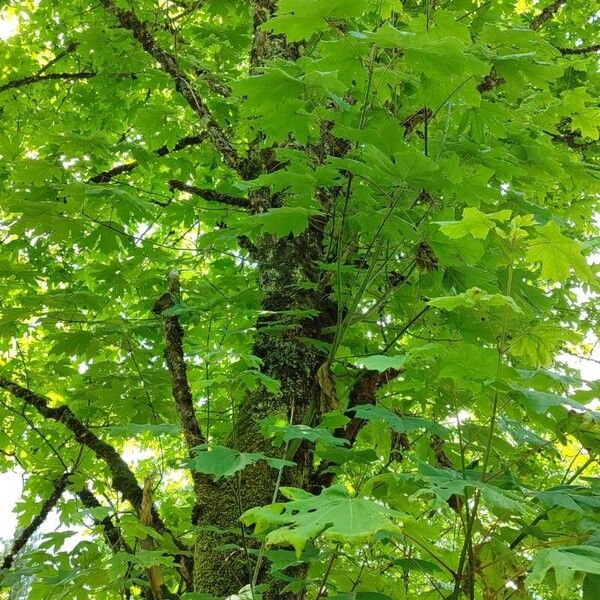 Acer macrophyllum Habit