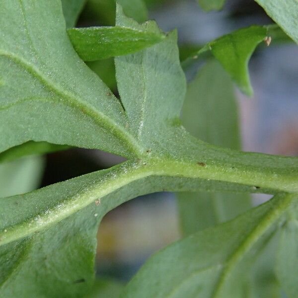 Ceratopteris cornuta Leaf