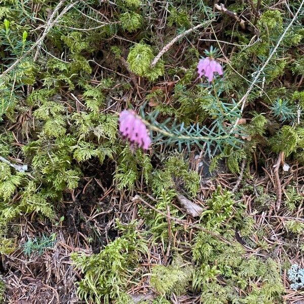 Erica carnea ফুল