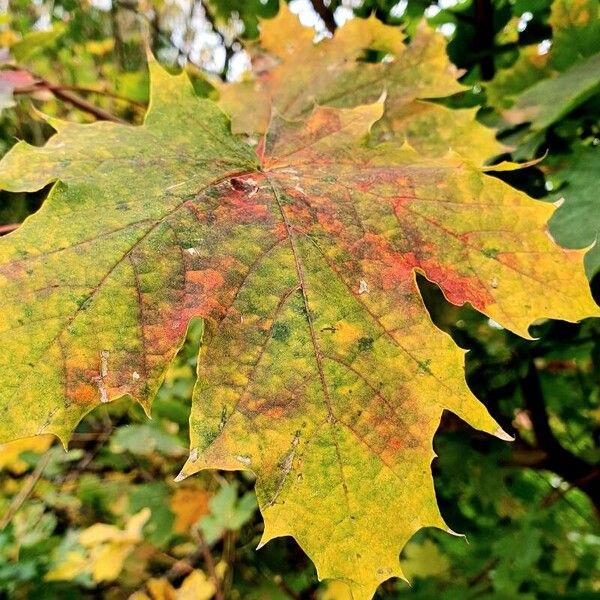 Acer platanoides पत्ता