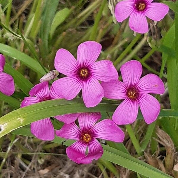 Oxalis articulata Flower