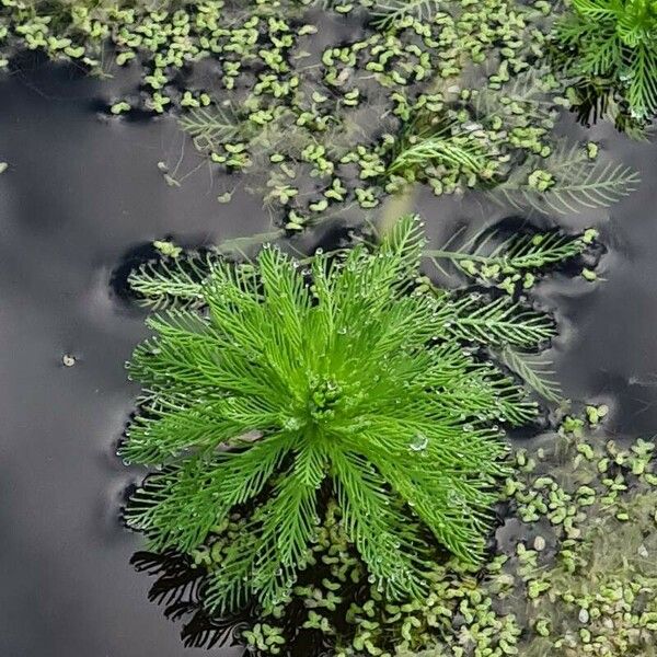 Myriophyllum aquaticum 叶