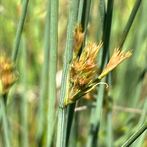 Juncus inflexus Květ