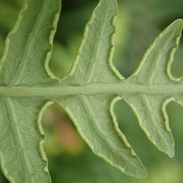 Histiopteris incisa Leaf