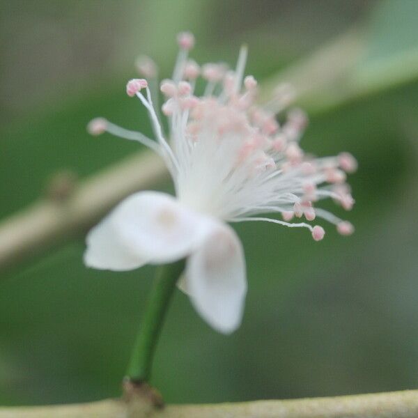 Eugenia stictopetala Flors