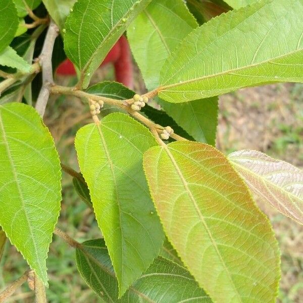 Guazuma ulmifolia Altro