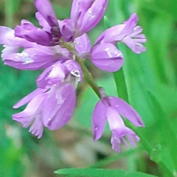 Polygala comosa Flower