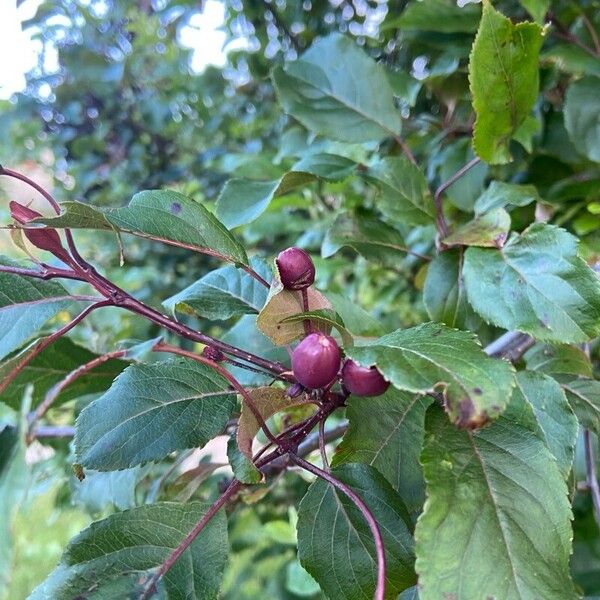 Malus hupehensis Vaisius