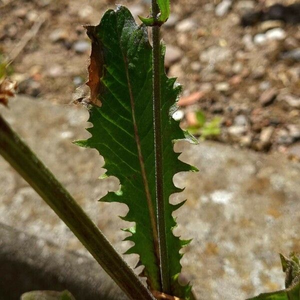 Crepis vesicaria Blad