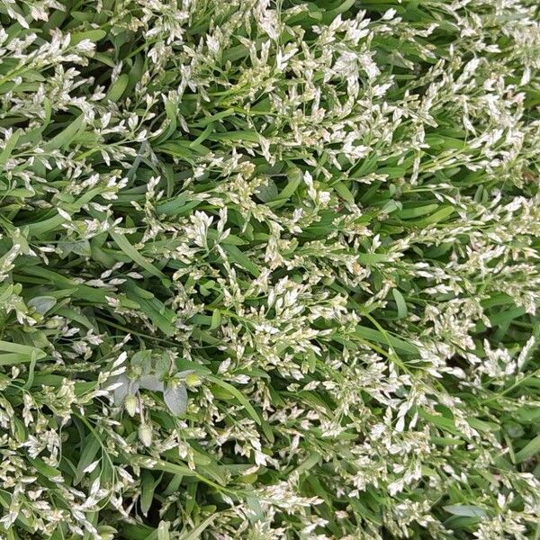 Poa annua موطن