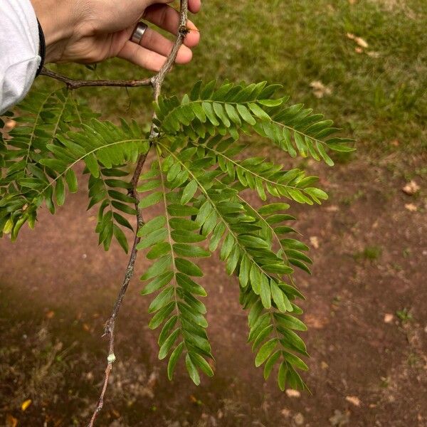 Gleditsia aquatica Leaf