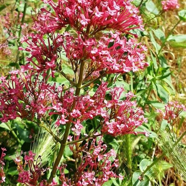 Centranthus lecoqii Цветок