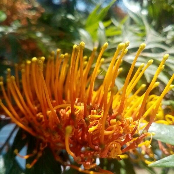 Grevillea robusta Blüte